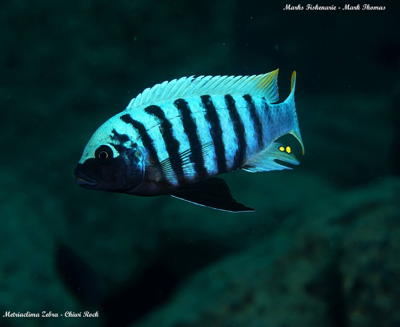 Maylandia zebra 'Chiwi Rocks'